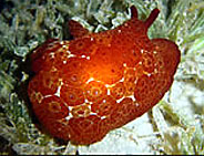 Photo: B. & S. Koretz, Eilat, 2004; see a larger picture